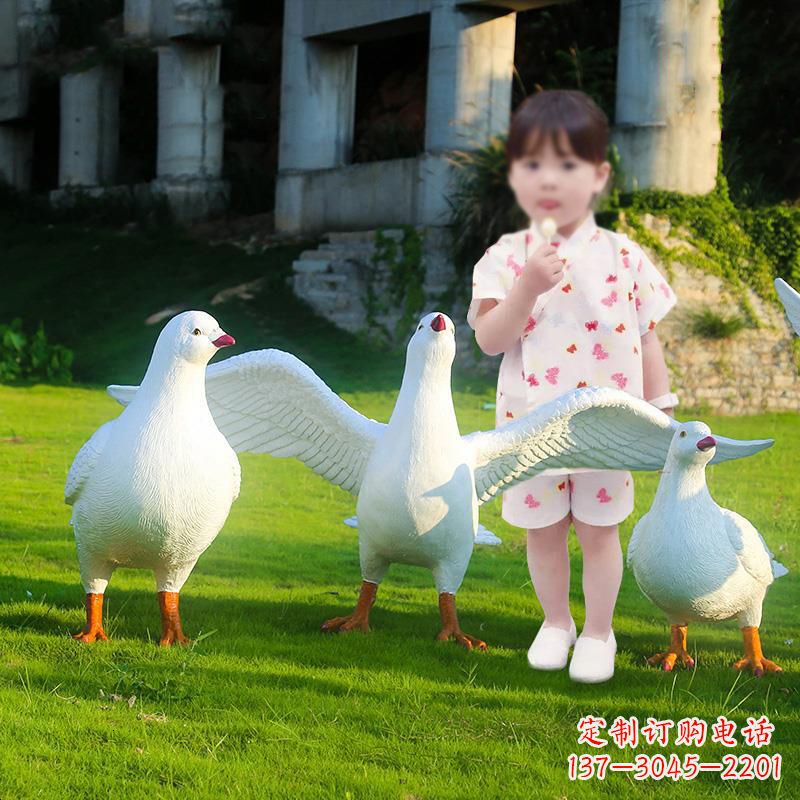 鹤壁和平鸽唤醒内心的宁静