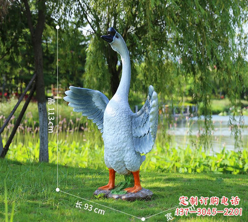 鹤壁站立的灰色展翅天鹅