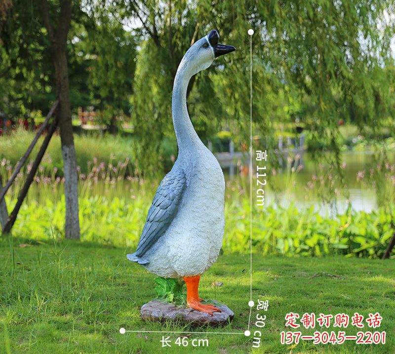 鹤壁站立立脖灰色天鹅